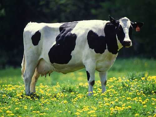Holštajn rasa krava
