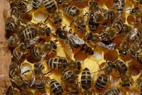 gajenje pčela