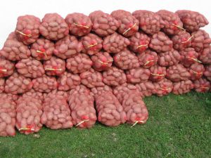 Krompir spreman za tržište