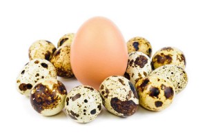 razlika među jajima prepelice i kokoške