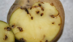 krtola krompira koja ještećena sa moljcem