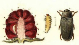 malinina buba i larva