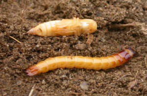 larva skočibube