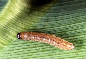 larva kukuruznog plamenca