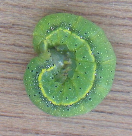 larva moljca