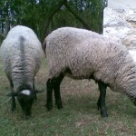 Romanovska ovca
